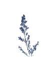 Blue Wildflowers 3 Art Print