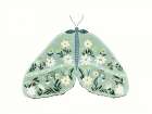 Green Floral Moth 2 Art Print