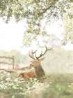 White Tailed Deer Art Print