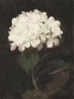 White Hydrangea Art Print