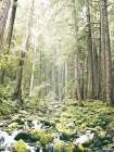 Forest Glow Art Print