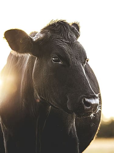 Bessie The Cow Art Print