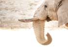 Drinking Elephant Art Print