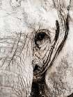 Grey Elephant Art Print