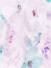 Peonies In Bloom Art Print