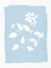 Pressed Daisies Art Print