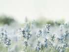 Close Field Art Print