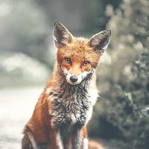 Fox Animals Print