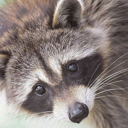 Raccoon Art Print