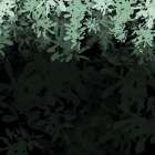 Dark Tropical II Art Print