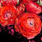 Fiery Ranunculus Art Print