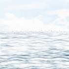 Silvery Morning 1 Art Print
