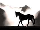 Wandering Horse Art Print