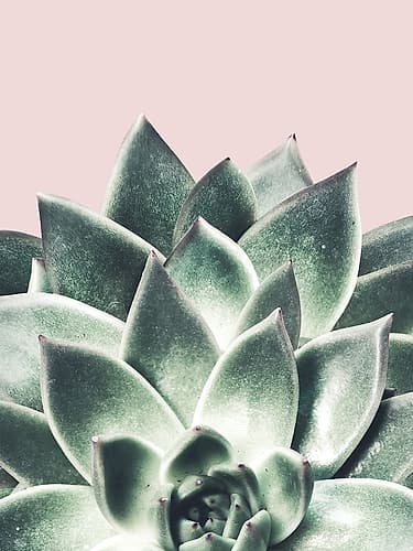 Succulent Queen Nature Print
