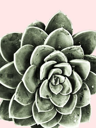 Succulent Beauty Nature Print