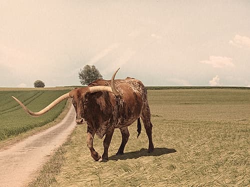 Desolate Steer 2 Animaux reproduction