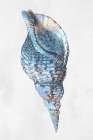 Urban Sea Shell 3 Art Print