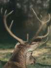 Wandering Buck Art Print