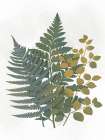 Silhouetted Vegetation 2 Art Print