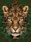 Roaming Wild 2 Art Print