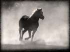 Smoky Stallion 1 Art Print