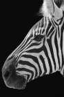 Lonesome Zebra 1 Art Print