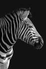Lonesome Zebra 3 Minimalist Print
