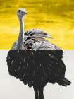 Divided Ostrich 1 Art Print