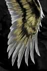 Golden Wing Art Print