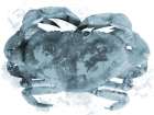 Weathered Crab Art Print