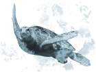 Weathered Turtle 1 Art Print