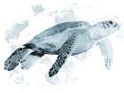 Weathered Turtle 2 Art Print