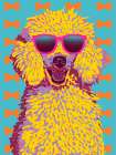 Colorful Poodle V2 Art Print