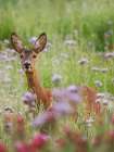 Field Wanderer 4 Art Print