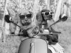 Riding Friends Art Print