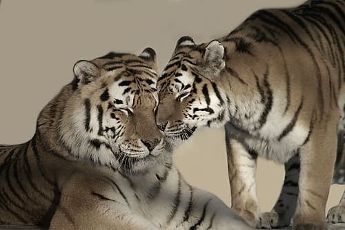 Loving Parent Animals Print