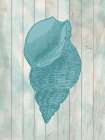 Coastal Shell 2 Art Print