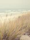 Beach Dream Art Print