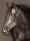 Stallion Portrait 1 Art Print