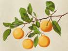 Orange Tree Art Print