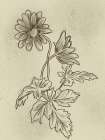 Illustrated Florals 1 Art Print
