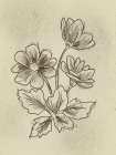 Illustrated Florals 2 Art Print
