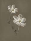 Charcoal Florals 1 Art Print
