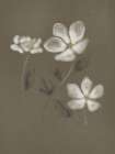 Charcoal Florals 2 Art Print