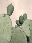 Desert Cacti 1 Art Print