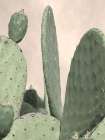 Desert Cacti 2 Art Print