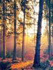 Autumn Forest 1 Art Print