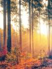 Autumn Forest 2 Art Print