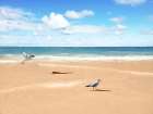 Beach Friends Art Print