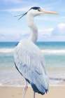 Vacationing Heron Art Print